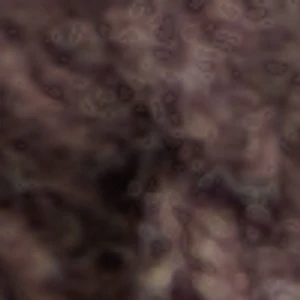 Fernn - Image 2
