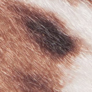 Salazar - Image 2