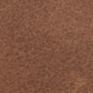 Shelly - Image 7