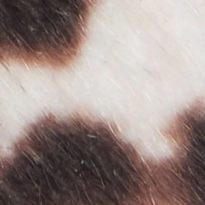 Sloanee - Image 2
